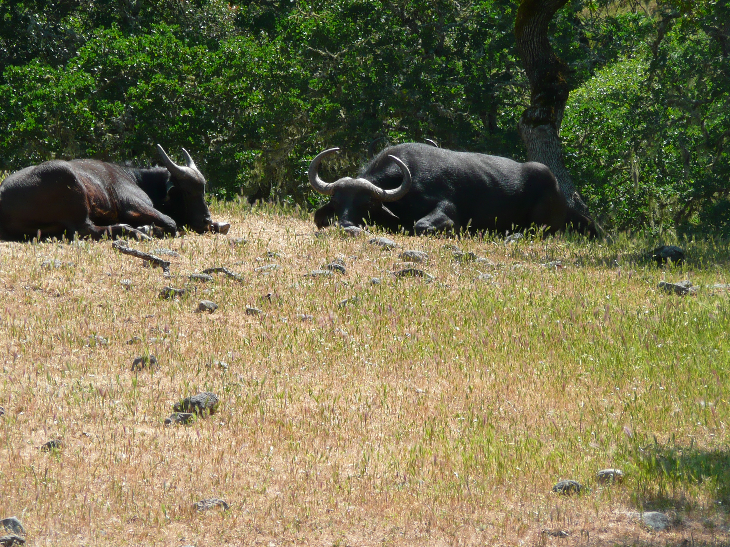 Safari Spotlight: the Cape Buffalo - Safari West