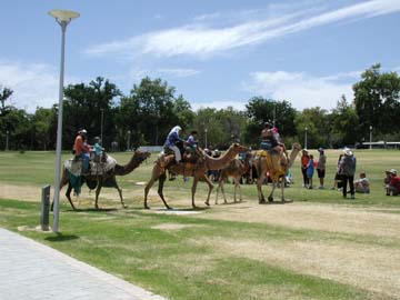 camels