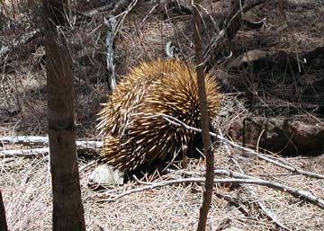 echidna